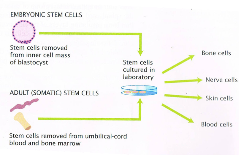 Embryonic Vs Adult Stem Cells 63