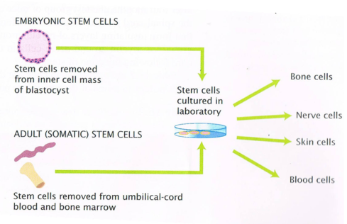 Adult Stem Cells Versus Embryonic Stem Cells 109